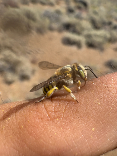 iNaturalist observation photo of Anthidium
