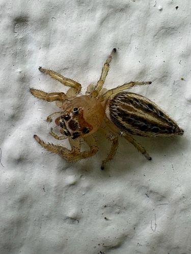 Sylvan Jumping Spider