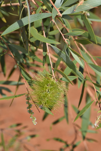 Melaleuca nervosa observed 2026-07-17