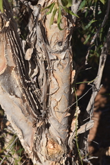Melaleuca nervosa, photograph (c) Kate Brown, some rights reserved (CC BY-SA)