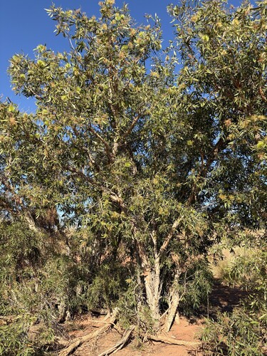 Melaleuca nervosa, photograph 1