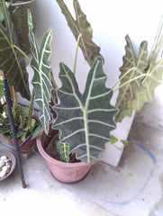 Alocasia × mortfontanensis
