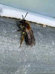 Andrena