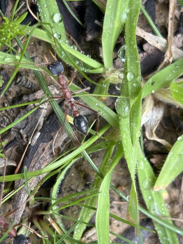 Black-headed Bull Ant