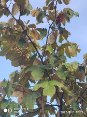 Pterospermum diversifolium