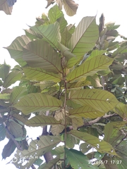 Pterospermum diversifolium