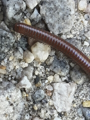 Pachyiulus hungaricus