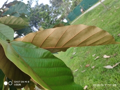 Pterospermum diversifolium