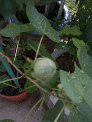 Gossypium hirsutum
