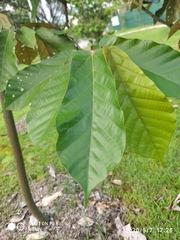 Pterospermum diversifolium