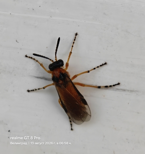 Turnip Sawfly
