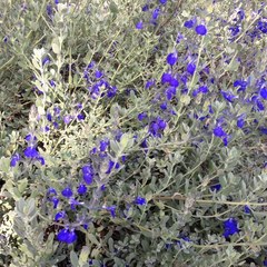 Salvia chamaedryoides