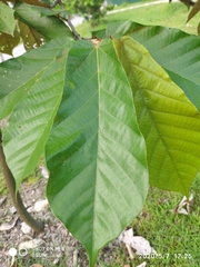 Pterospermum diversifolium