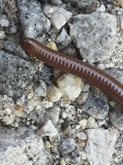 Pachyiulus hungaricus