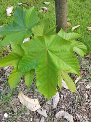 Pterospermum diversifolium