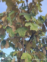 Pterospermum diversifolium