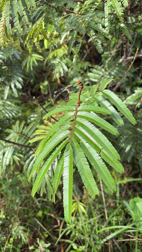 Calliandra houstoniana