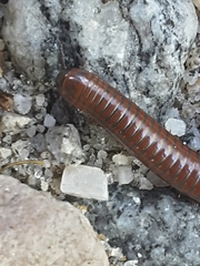 Pachyiulus hungaricus