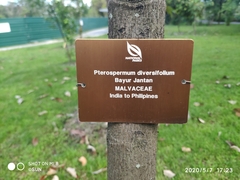 Pterospermum diversifolium