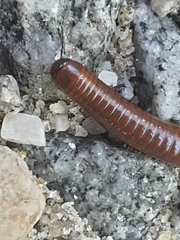 Pachyiulus hungaricus