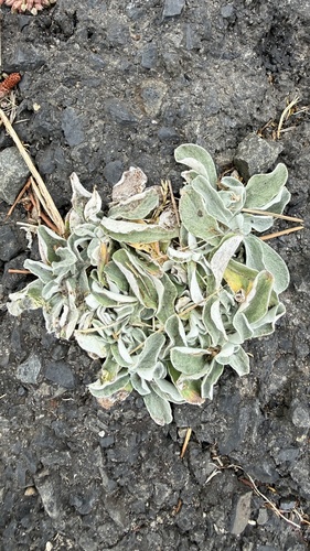 Gamochaeta ustulata, photograph 2