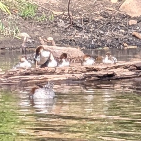 iNaturalist observation photo of Common Merganser