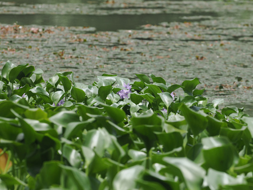 common water hyacinth