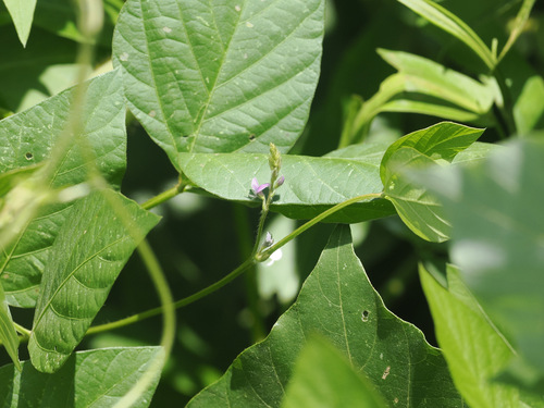Wild Soybean
