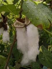 Gossypium hirsutum
