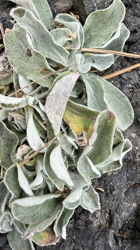 Gamochaeta ustulata