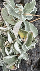 Gamochaeta ustulata