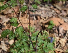 Actaea asiatica