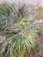 Puya × berteroniana