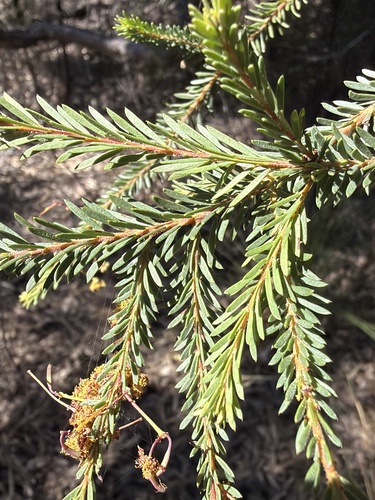 Acacia conferta, photograph 3