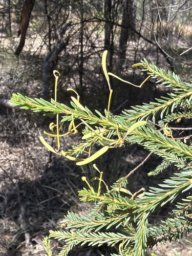Acacia conferta, photograph 2