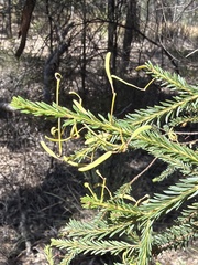 Acacia conferta, photograph (c) Martin Hannan-Jones, some rights reserved (CC BY)