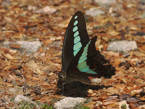 Common Bluebottle