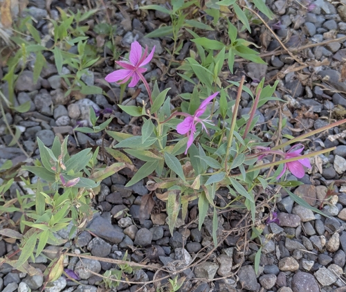 Dwarf Fireweed