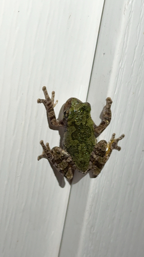Cope's Gray Tree Frog observed by peterparker_