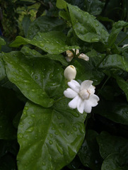 Jasminum sambac