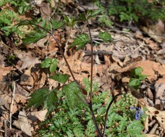 Actaea asiatica