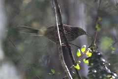 Poodytes punctatus punctatus