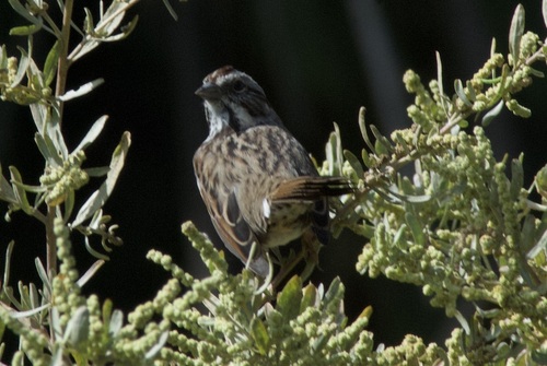 Song Sparrow observed by cade_
