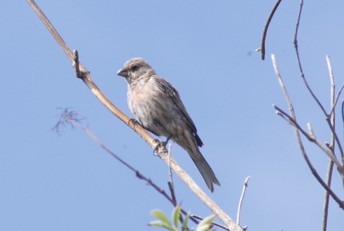 House Finch observed by cade_