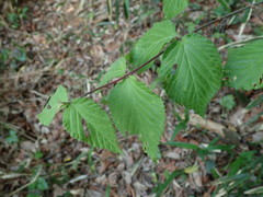 Viburnum erosum