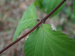 Viburnum erosum