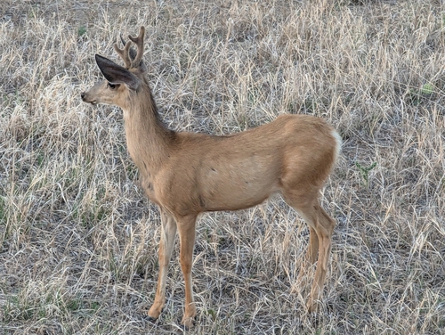 Mule Deer observed by robin-knight