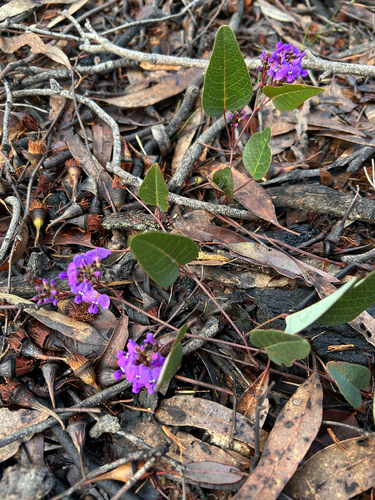 False Sarsaparilla