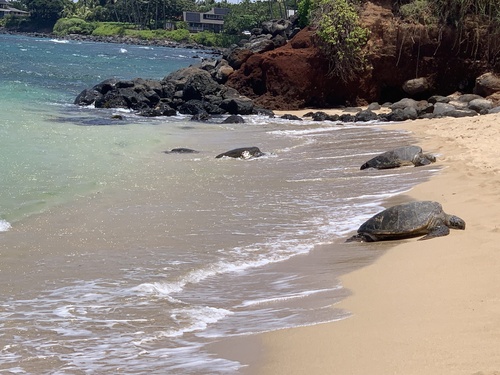 Green Sea Turtle observed by kmforest