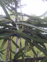 Cissus quadrangularis